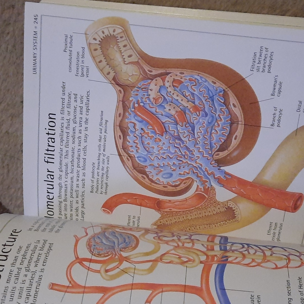Human Body Book - Picture 7 of 8